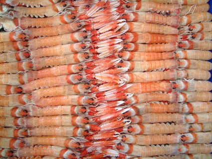 CIGALA 07.jpg